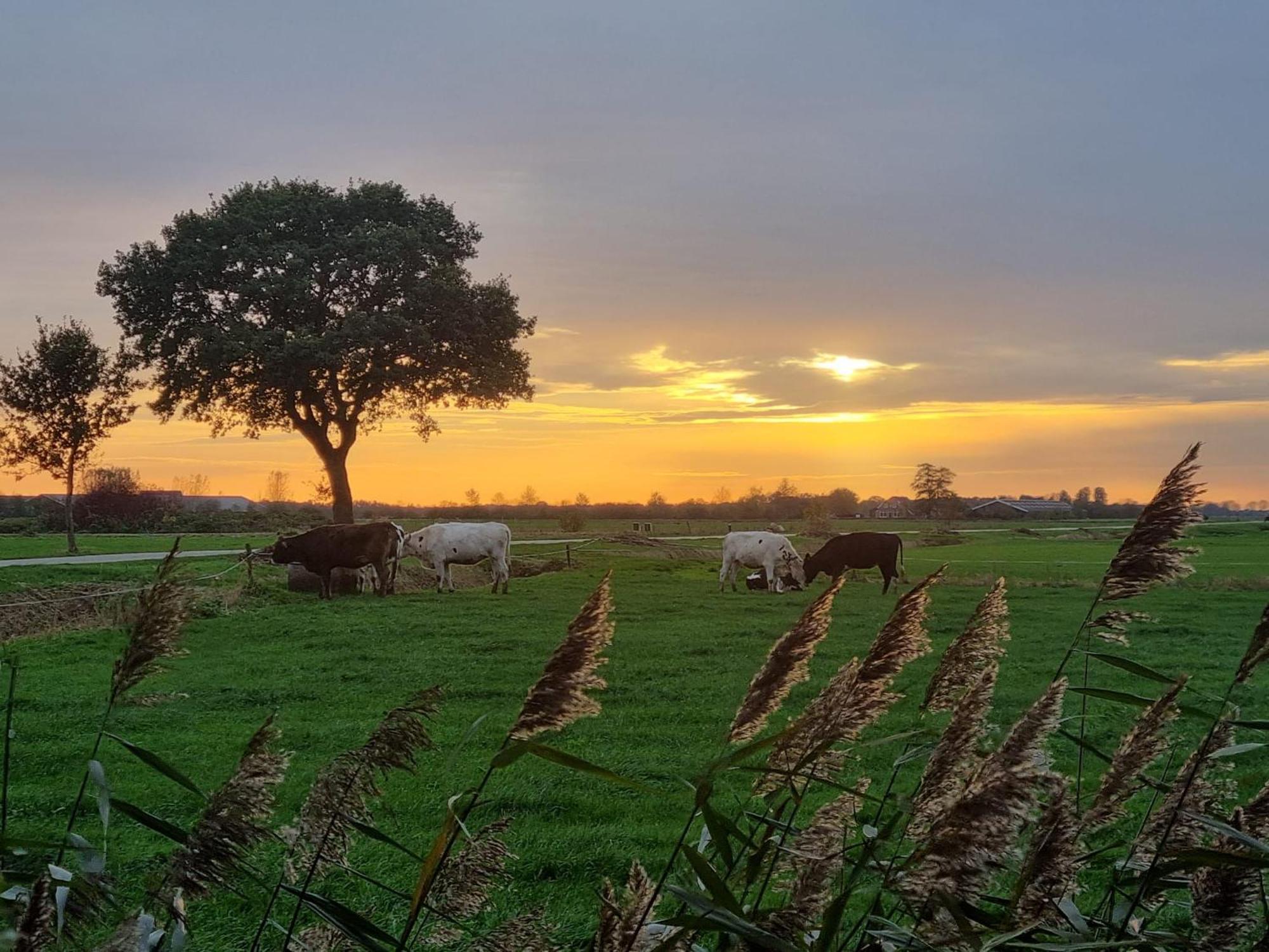 Het Gouden Eiland Frühstückspension Veendam